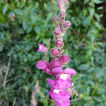 Prázdninový dům Casa Do Canto - Uma Casa No Campo, Perto Da Praia.