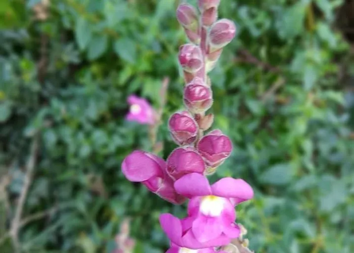 펜션 Casa Do Canto - Uma Casa No Campo, Perto Da Praia.
